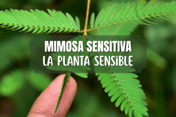 Mimosa sensitiva, mimosa pudica cuidados