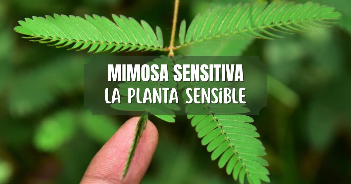 Mimosa sensitiva, mimosa pudica cuidados