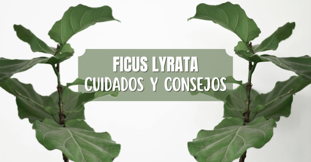 ficus lyrata cuidados
