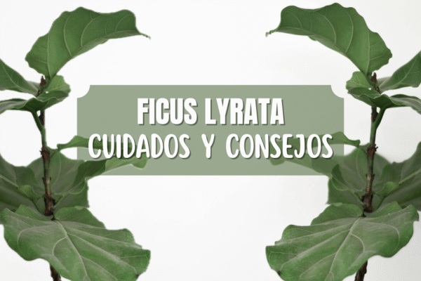 ficus lyrata cuidados