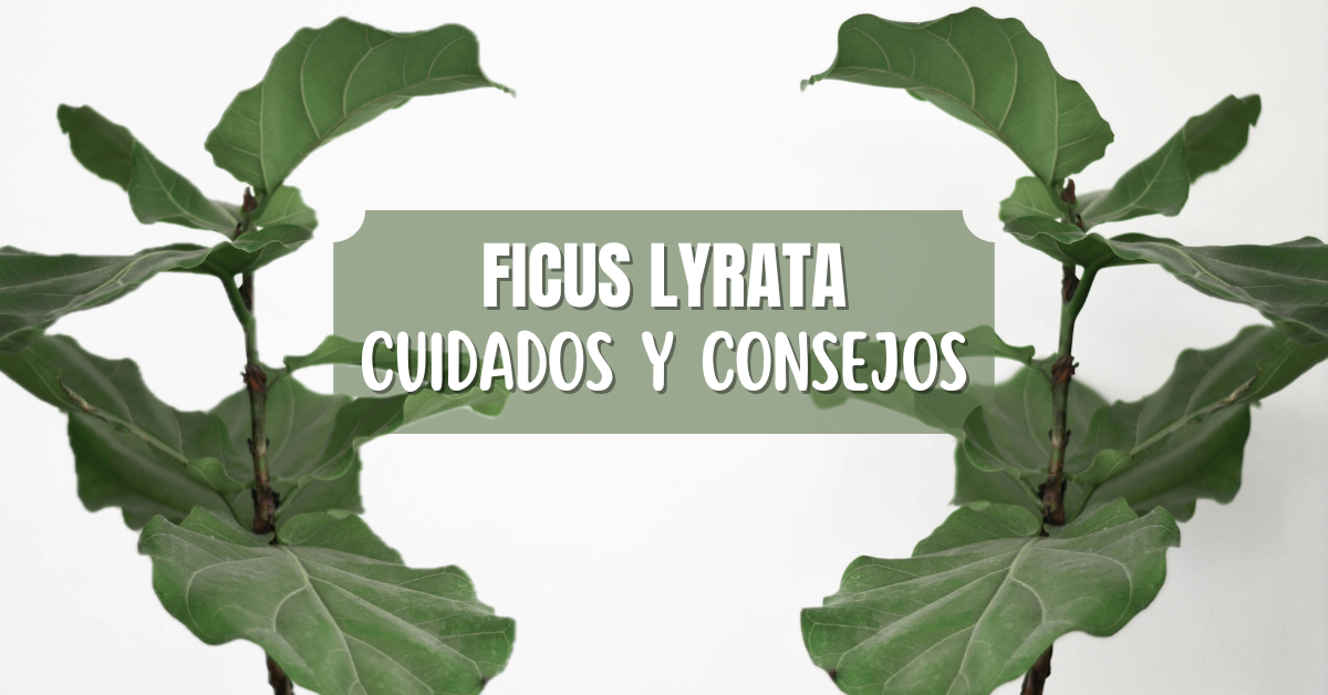 ficus lyrata cuidados