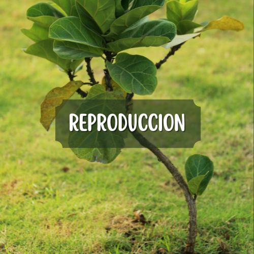 dividir y reproducir ficus lyrata