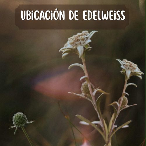 habitat de la edelweiss