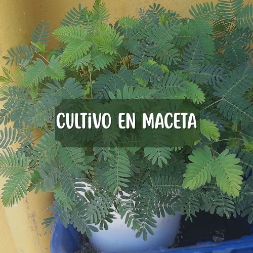 mimosa pudica cuidados en maceta