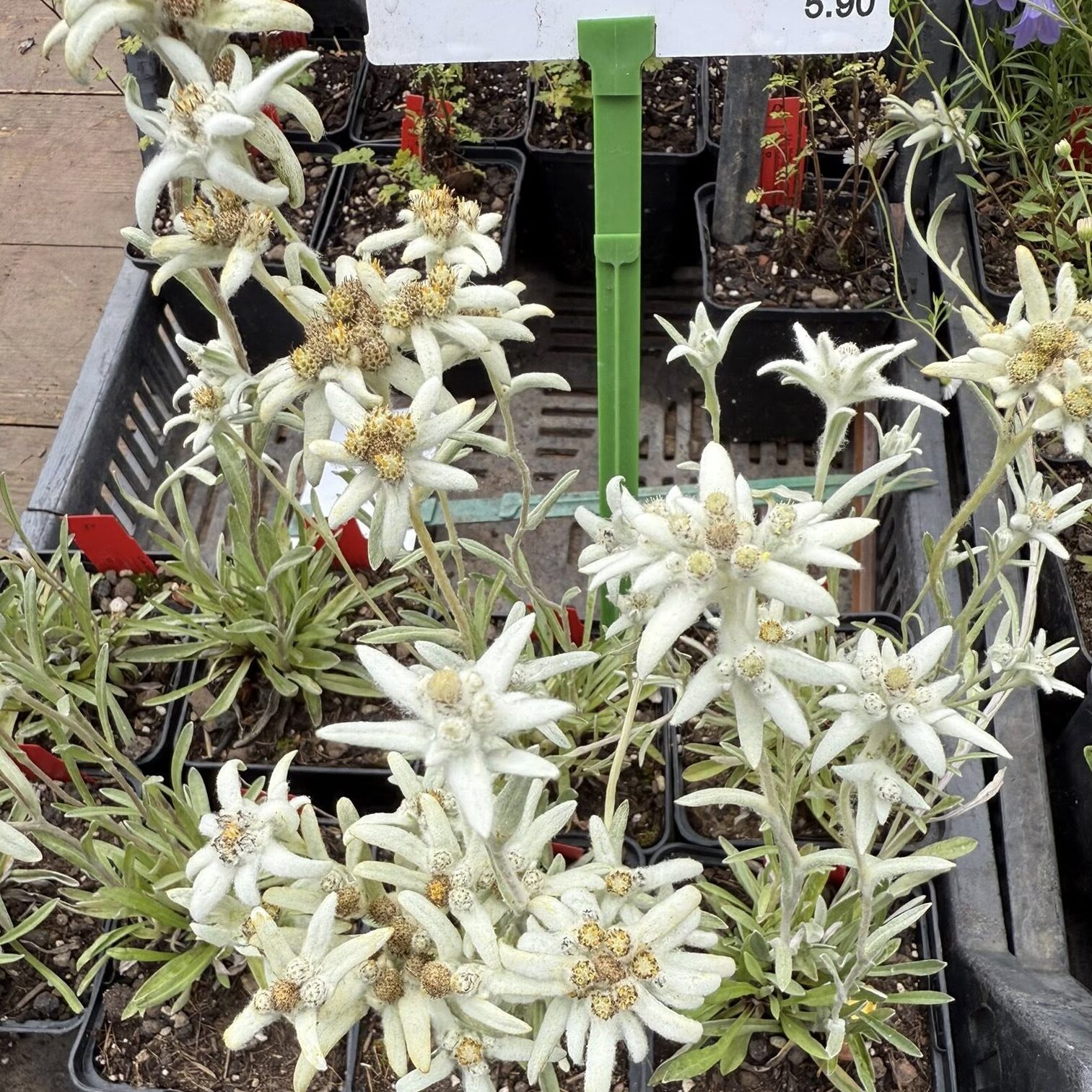 comprar edelweiss